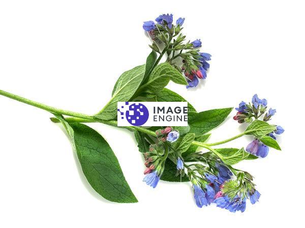 allantoin comfrey flowers private label skin care