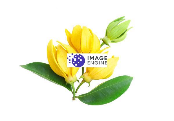 ylang ylang flower private label skin care