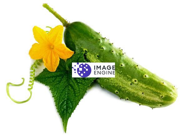 cucumber plant flower leaf private label