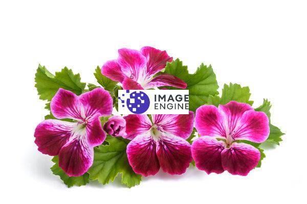 geranium flowers private label skin care