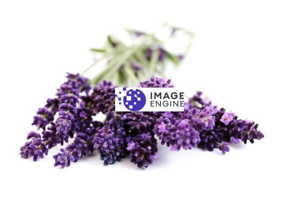 lavender flowers private label skin care